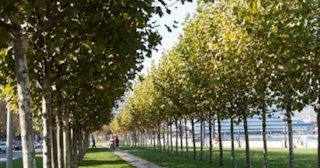 Профессиональная посадка деревьев и кустарников в Куйбышеве в октябре